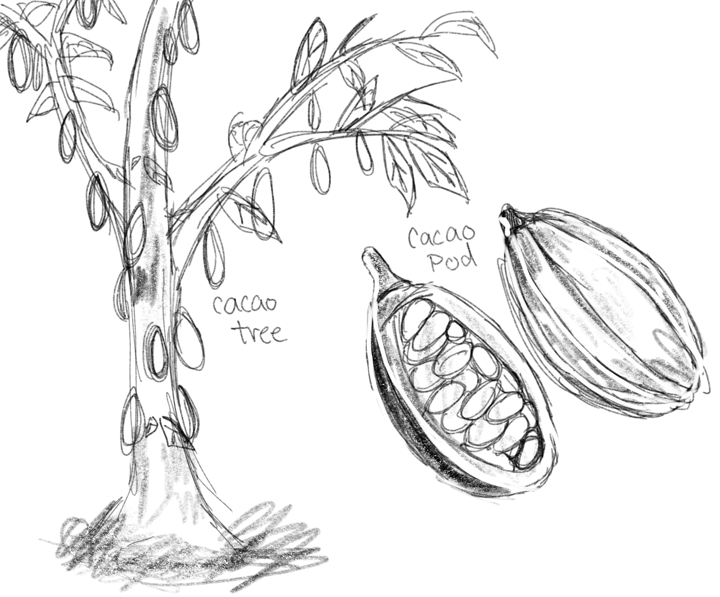 Sketch of a cacao tree and pod